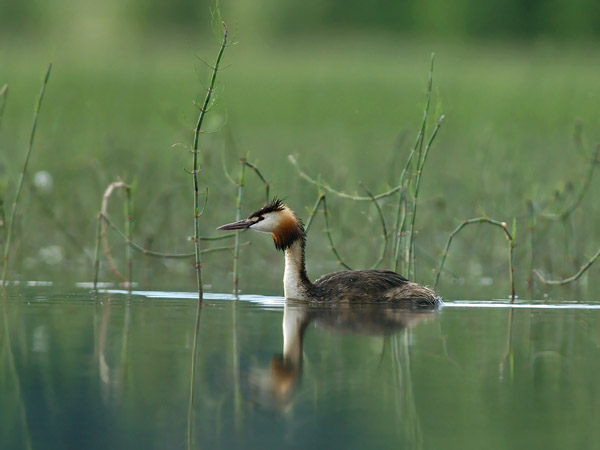 Silkkiuikku, Great Crested Grebe, Podiceps cristatus